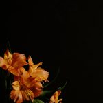 a vase filled with orange flowers on top of a table