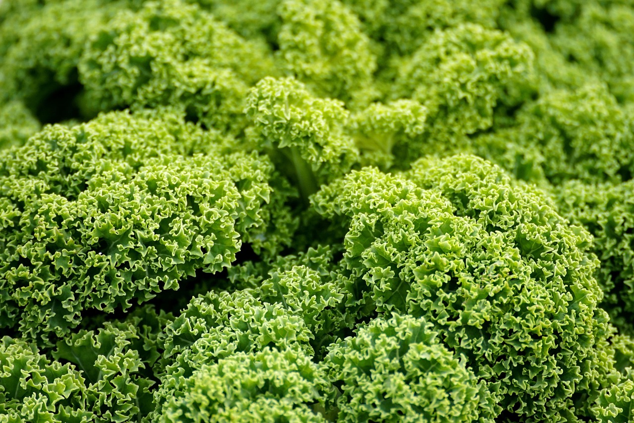 entdecken sie die welt des veganismus mit köstlichen rezepten, nützlichen tipps und umfassenden informationen über pflanzliche ernährung für ein gesundes und bewusstes leben.