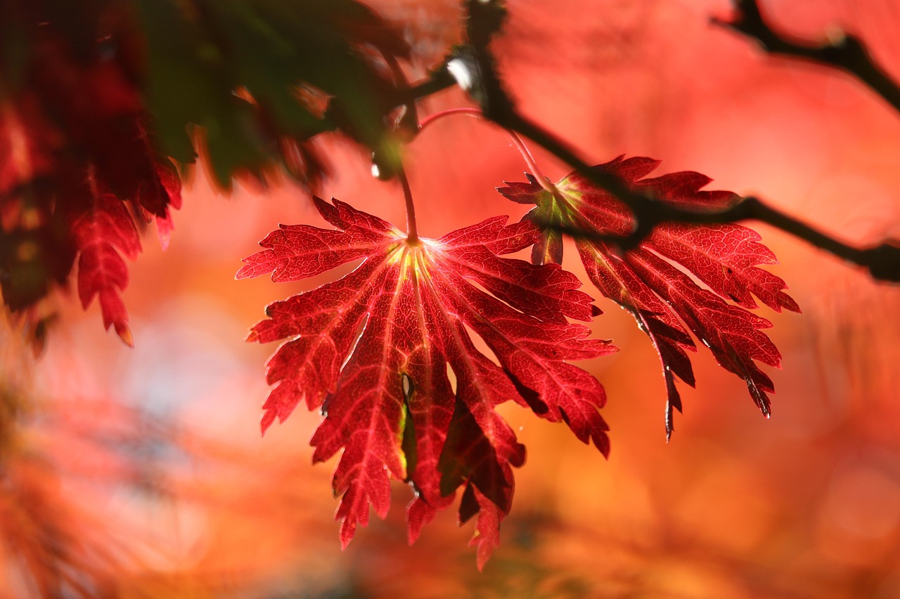 entdecken sie die faszinierende welt der farben! von lebendigen tönen bis hin zu sanften nuancen, erfahren sie, wie farben unsere stimmung beeinflussen und unsere umgebung gestalten. lassen sie ihrer kreativität freien lauf!