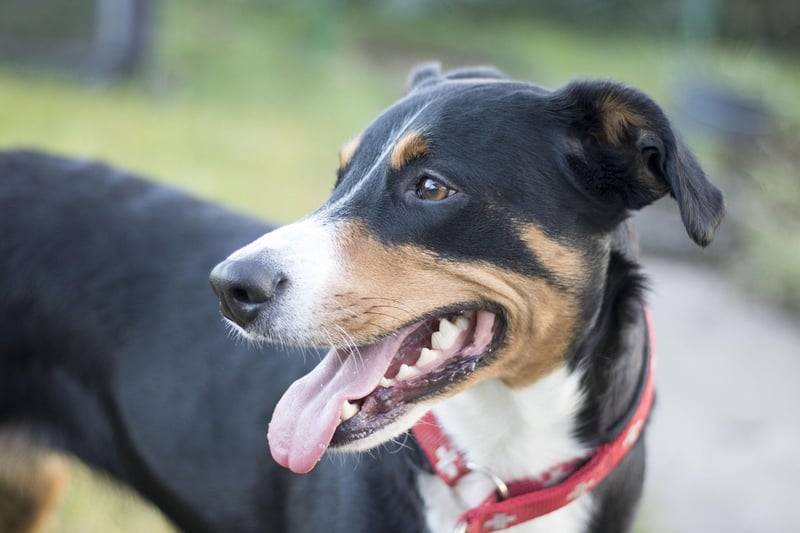 Saluki 2026: Rasseportrait, Charakter & Haltung des edlen Windhunds