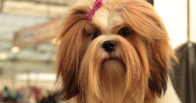 Lhasa Apso: Charakter, Haltung & Pflege des tibetischen Begleithundes