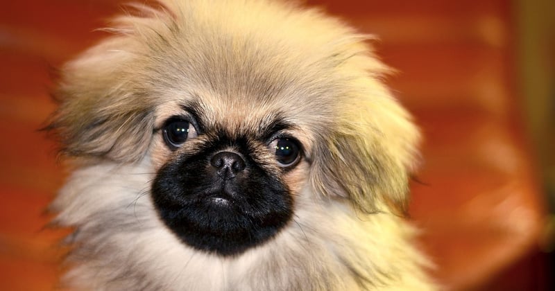 Mastino Napoletano: Der treue Riese mit dem großen Herzen