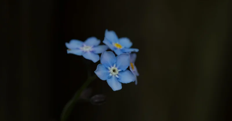 Wie schreibe ich eigentlich eine Beileidskarte?