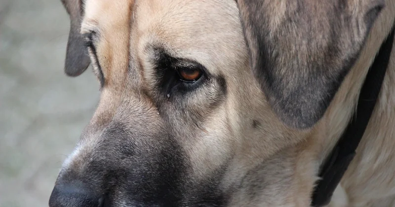 Ist der Mastino Napoletano gefährlich? Die unbequeme Wahrheit